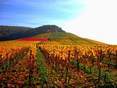 Das Frnkische Weinland.jpg