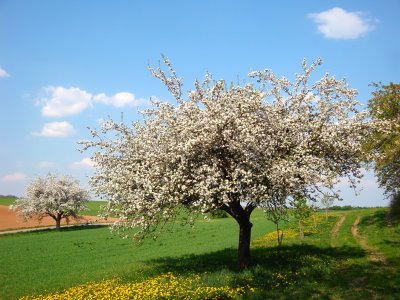 Beautiful Spring Ostern 2011.jpg
