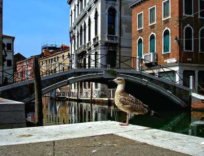 Lost in Venice X.jpg
