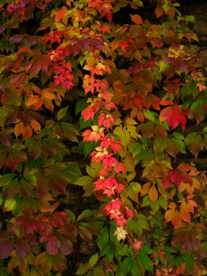 Herbstlicher Farbenrausch 2005.jpg