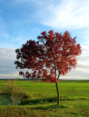 Herbstlicht.jpg