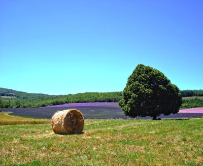 Dreams of Provence I.jpg