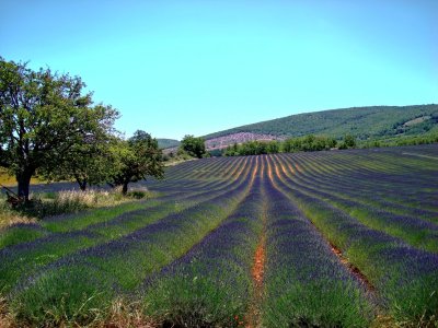 My Dreams of Provence II.jpg