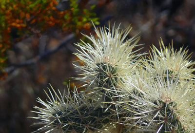 Autumn Cactus