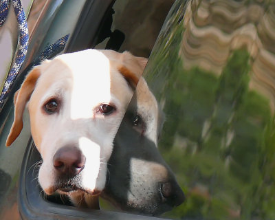 Doggone Tunnel