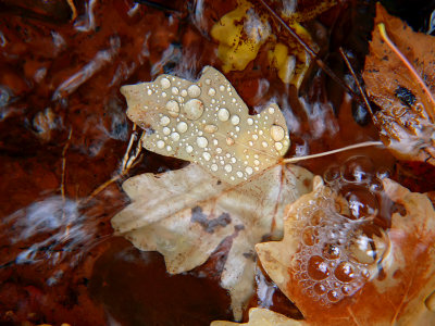 Droplets and Bubbles