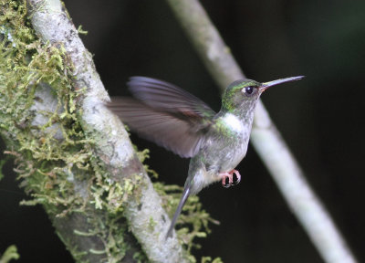 Ecuadorian piedtail 