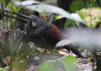 Banded Ground-cuckoo