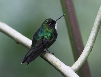 Tourmaline Sunangel 