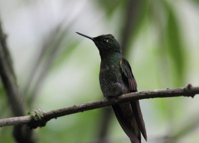 Buff-tailed Coronet 