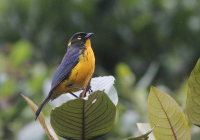 Lacrimrose Mountain-Tanager