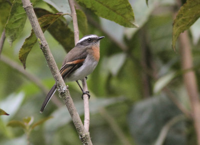 Rufous-breasted Chat-Tyrant 