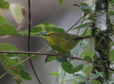 Citrine Warbler 