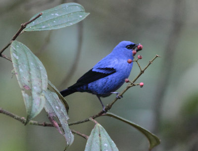 Blue-and-black Tanager 