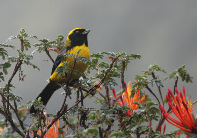 Masked Mountain Tanager 