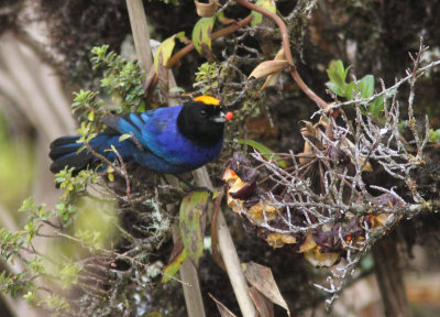 Golden-crowned Tanager 