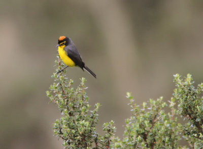 Spectacled Whitestart