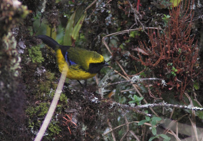 Masked Mountain Tanager 