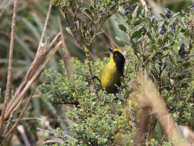 Pale-naped Brush Finch 