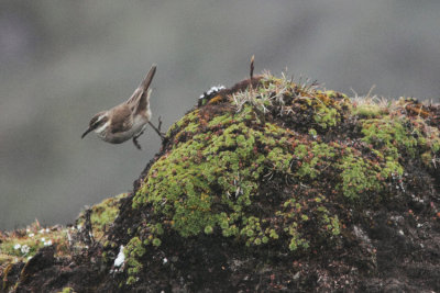 Stout-billed Cinclodes 