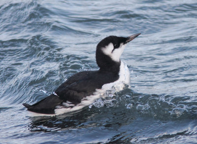 Guillemot