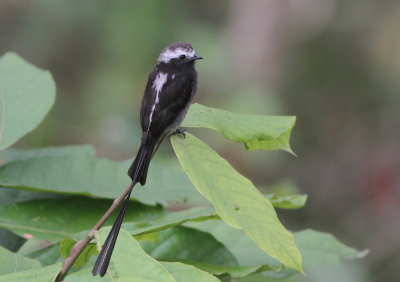 Long-tailed Tyrant 