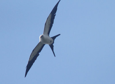 Swallow-tailed Kite 