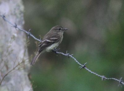 Olive-chested Flycatcher