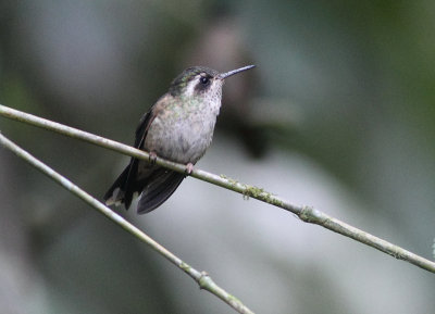 Speckled Hummingbird 