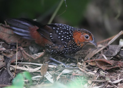 Ocellated Tapaculo 