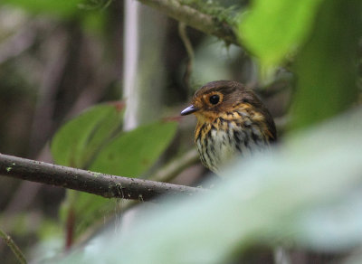 Ochre-breasted Antpitta