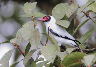 Masked Tityra 