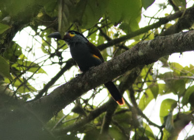 Plate-billed Mountain Toucan 