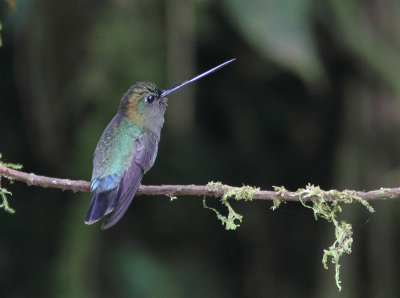 Green-fronted Lancebill 