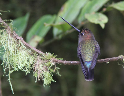 Green-fronted Lancebill 