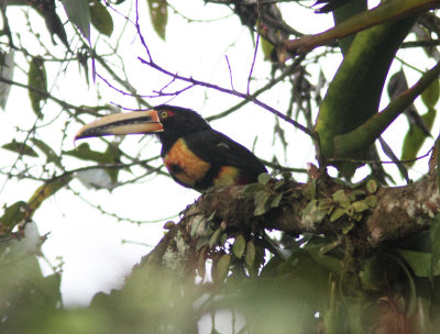 Pale-mandibled Aracari 