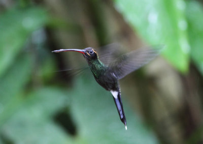 White-whiskered Hermit 