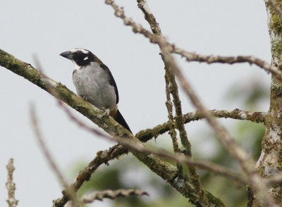 Black-winged Saltator