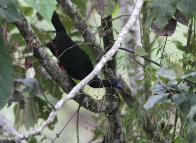 Sickle-winged Guan 