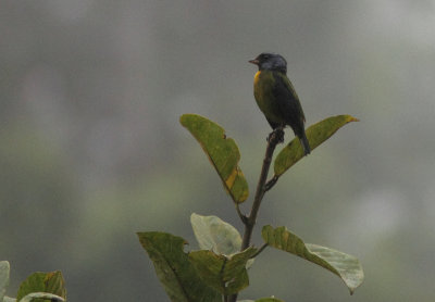  Moss-backed Tanager