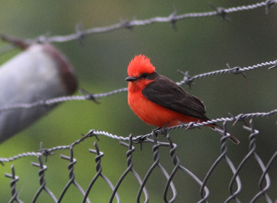 Vermilion Flycatcher 