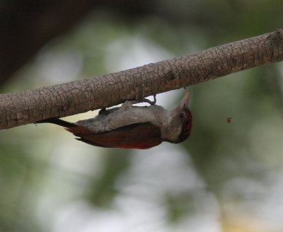 Scarlet-backed Woodpecker 