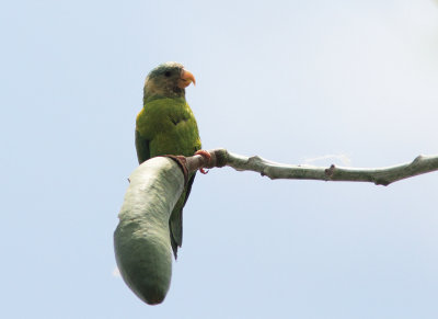 Grey-cheeked Parakeet 