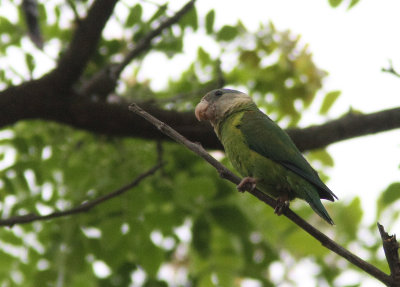 Grey-cheeked Parakeet 