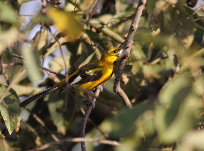 White-edged Oriole