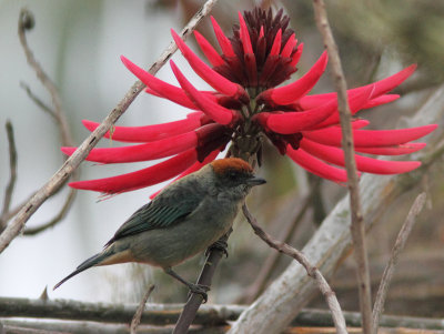 Scrub Tanager 