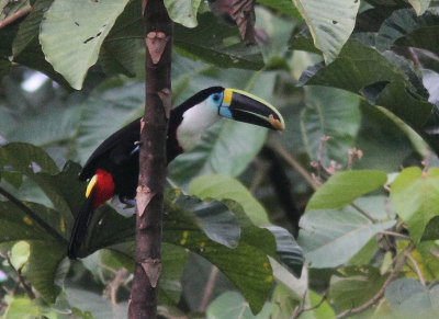 White-throated Toucan 
