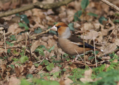 Hawfinch