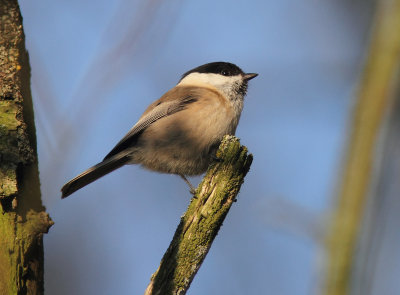 Willow Tit 