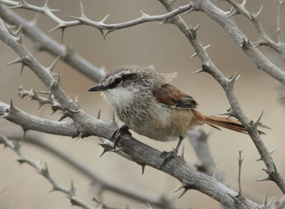 Necklaced Spinetail 